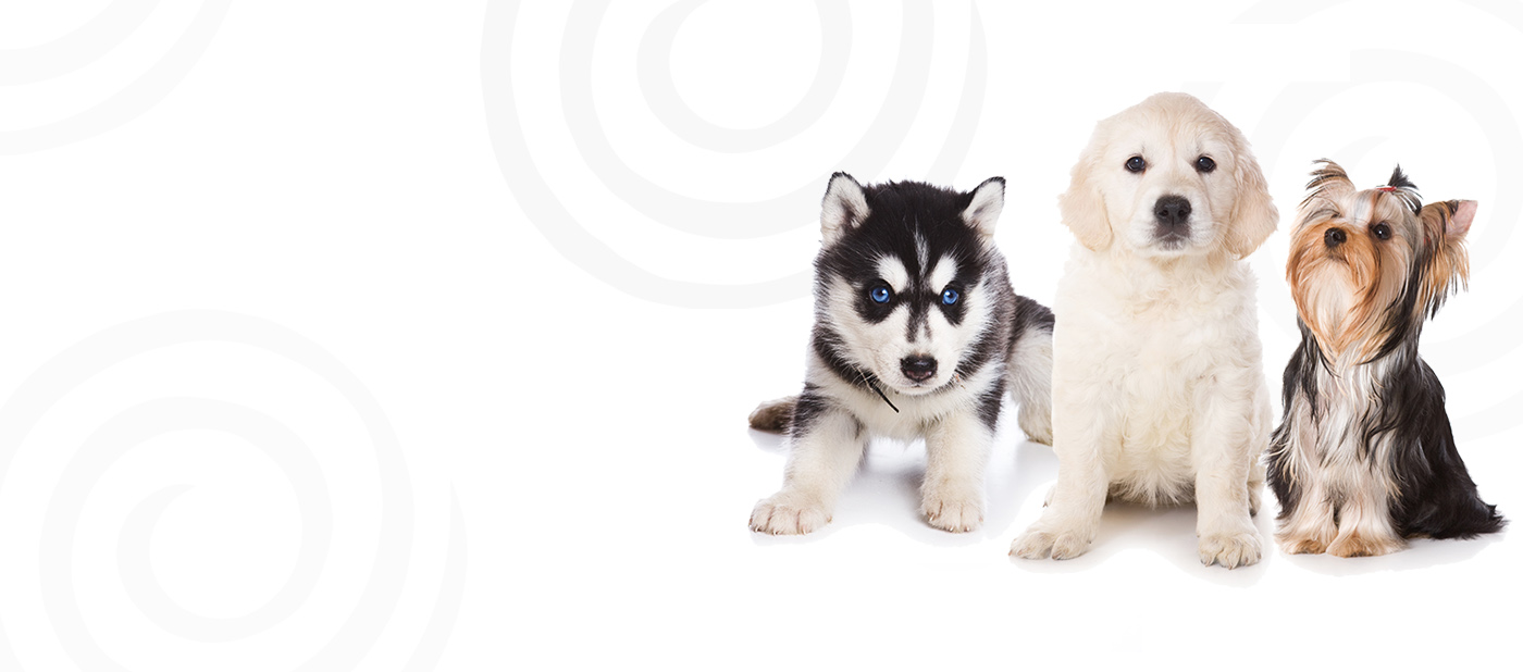 petland puppies for sale petland novi michigan buy premium puppies pets supplies petland puppies for sale petland novi michigan buy premium puppies pets supplies