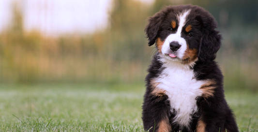 Petland Cares