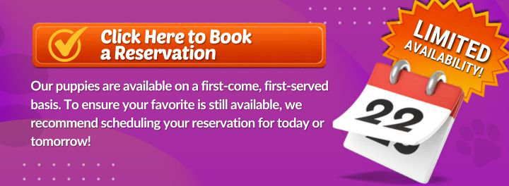 Book appointment banner