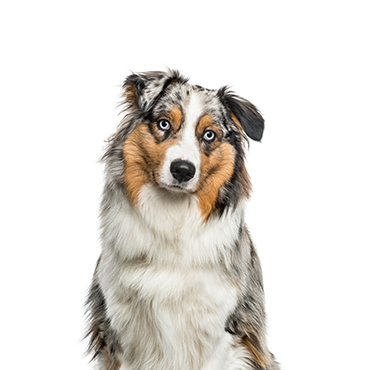 australian shepherd dog puppies