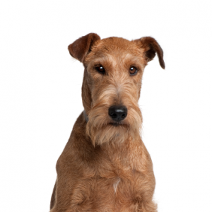 Irish Terrier