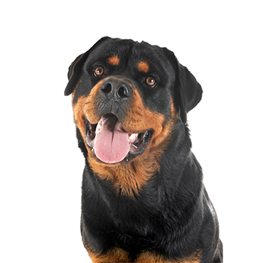 when can rottweiler puppies leave their mother