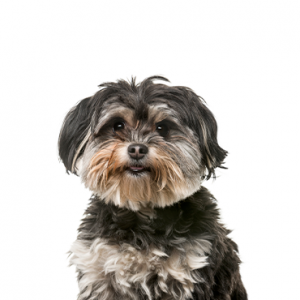 Shih Poo