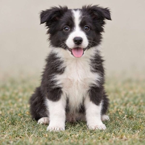 Border-Collie