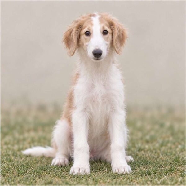 Borzoi