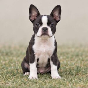 Boston-Terrier