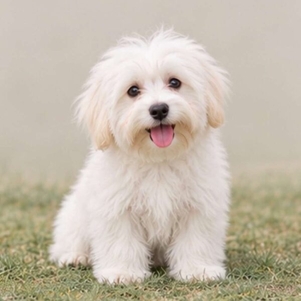 coton-de-tulear