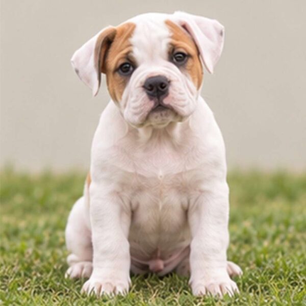 American-Bulldog