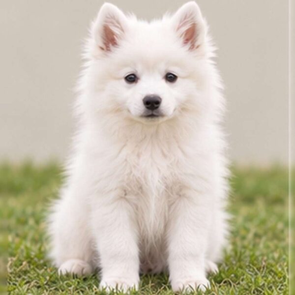 American-Eskimo