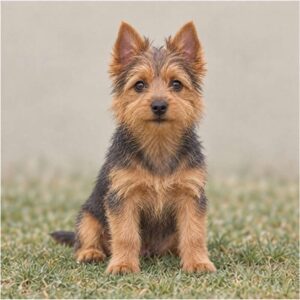 Australian-Terrier