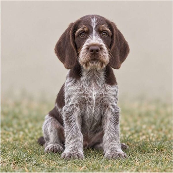 German-Wirehaired-Pointer
