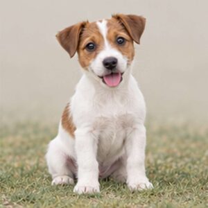 Jack-Russel-Terrier