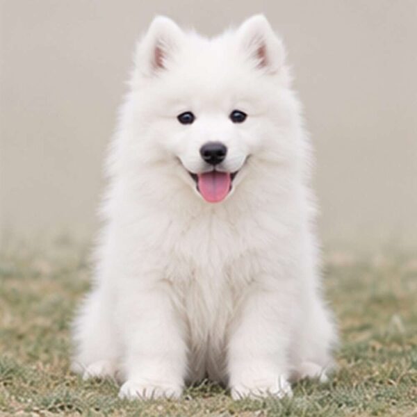 Samoyed
