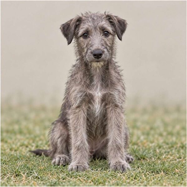 scottish-deerhound