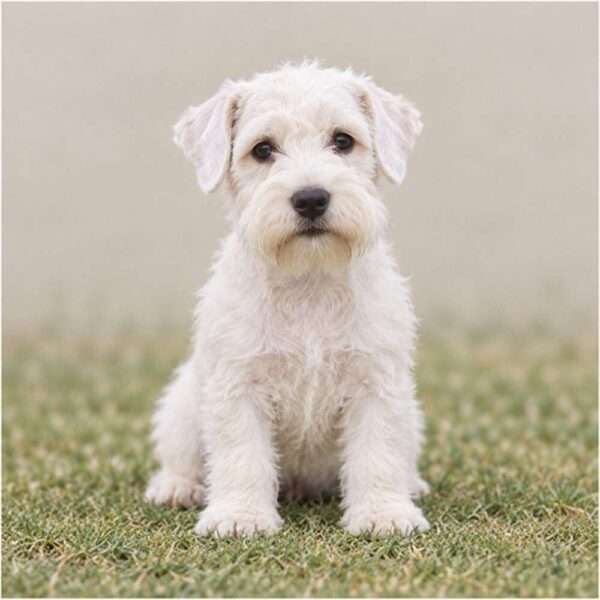 Sealyham-Terrier