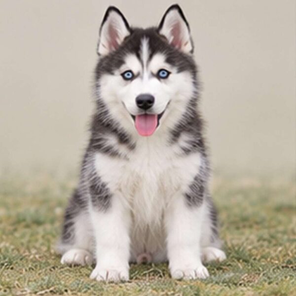 Siberian-Husky