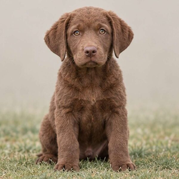 Chesapeake-Bay-Retriever