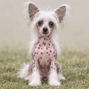 Chinese-Crested