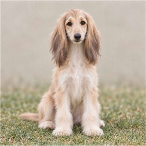 Afghan-Hound