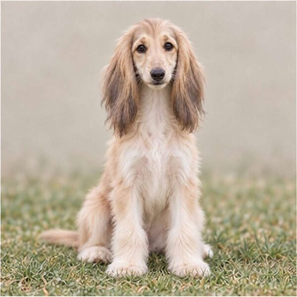 Afghan-Hound
