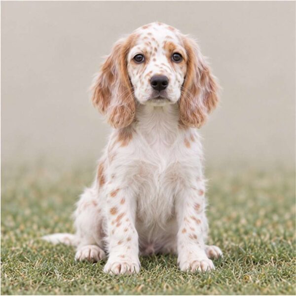 English-Setter