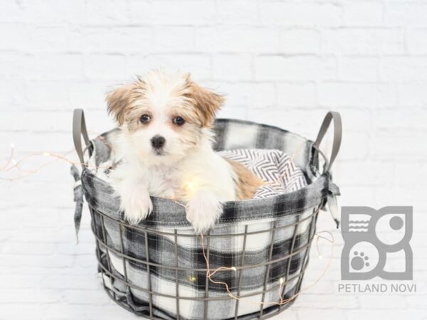 Morkie DOG Female PARTI 32453 Petland Novi, Michigan