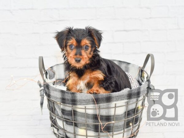 Yochon-DOG-Male-black tan-32460-Petland Novi, Michigan