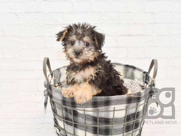 Silky Chon-DOG-Female-Black / Tan-32469-Petland Novi, Michigan