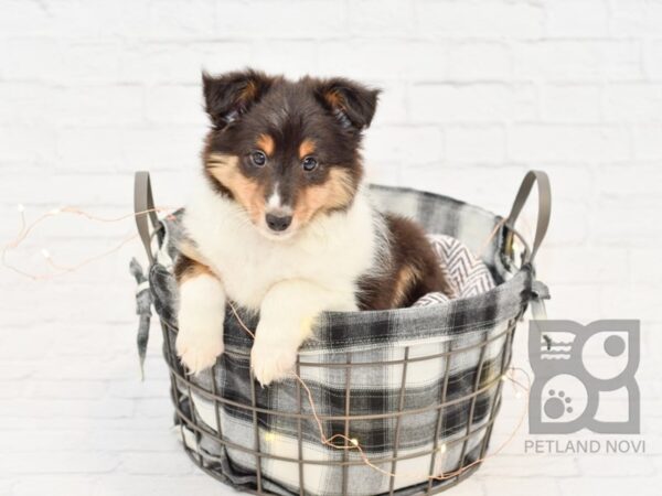 Shetland Sheepdog DOG Male Tri 32476 Petland Novi, Michigan