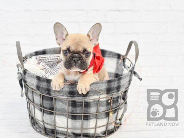 French Bulldog DOG Male Sable 32511 Petland Novi, Michigan