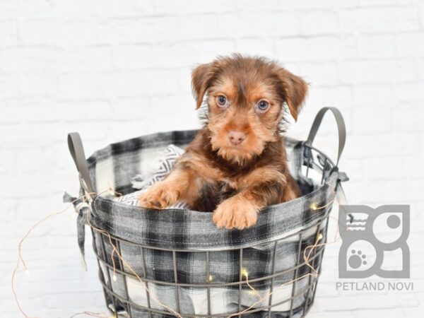 Yorkie Mix DOG Male CHOC  TAN 32526 Petland Novi, Michigan