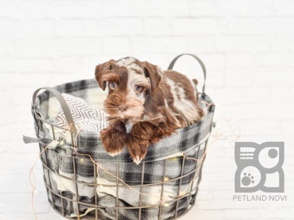 Miniature Schnauzer-DOG-Male-choc. merle-32529-Petland Novi, Michigan