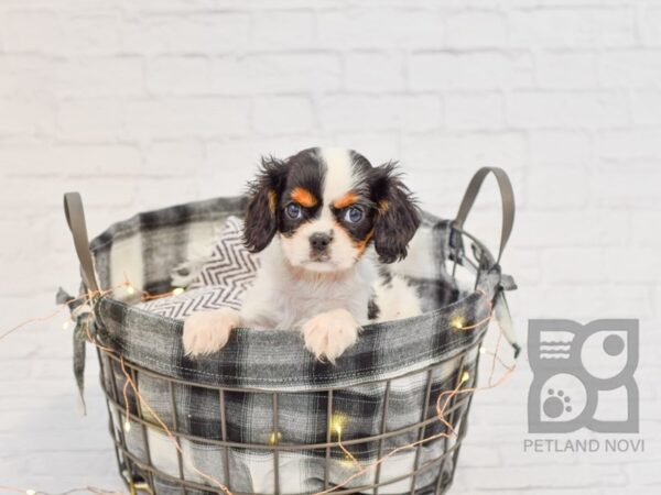 Cavalier King Charles Spaniel-DOG-Female-Black White / Tan-32539-Petland Novi, Michigan