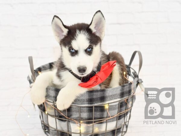 Siberian Husky DOG Female Black White 32544 Petland Novi, Michigan