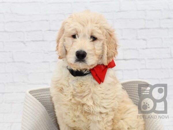 Goldendoodle DOG Male Golden 32546 Petland Novi, Michigan