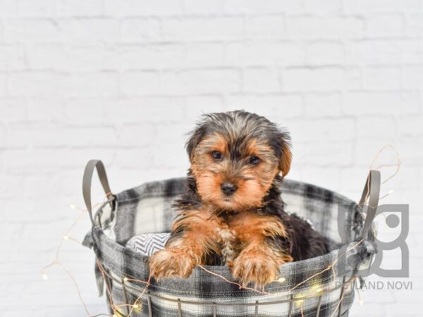 Yorkshire Terrier-DOG-Male-Black Tan-32551-Petland Novi, Michigan