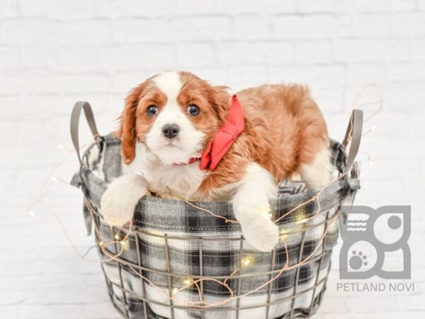 Cavalier King Charles Spaniel-DOG-Male-BLENHEIM-32554-Petland Novi, Michigan