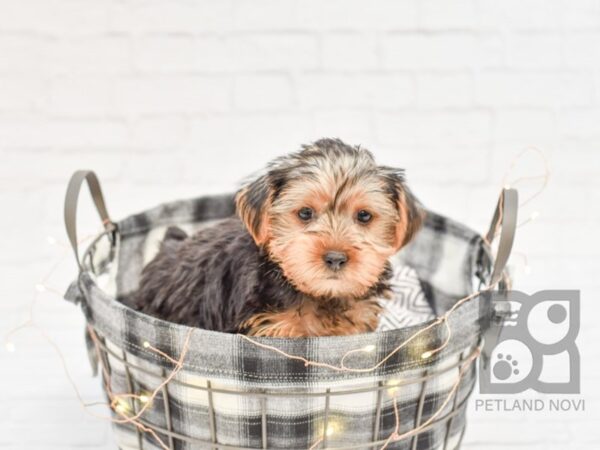 Yorkshire Terrier DOG Male Black Tan 32560 Petland Novi, Michigan