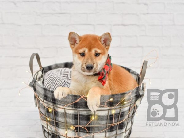 Shiba Inu DOG Female RED 32561 Petland Novi, Michigan