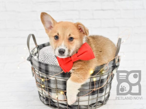 Pembroke Welsh Corgi DOG Male SABLE 32563 Petland Novi, Michigan