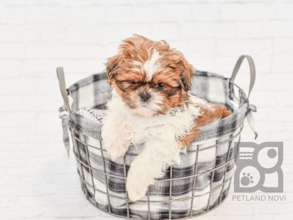 Shih Tzu DOG Male BROWN WHITE 32588 Petland Novi, Michigan