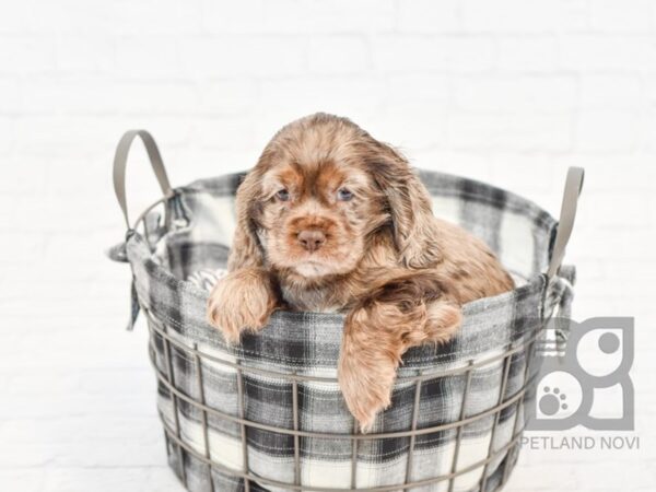 Cocker Spaniel DOG Male CHOC MERLE 32589 Petland Novi, Michigan