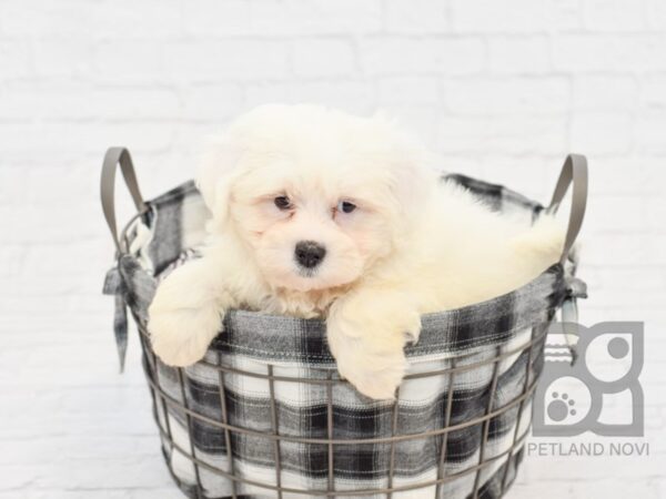 Teddy Bear DOG Female Brown White 32590 Petland Novi, Michigan