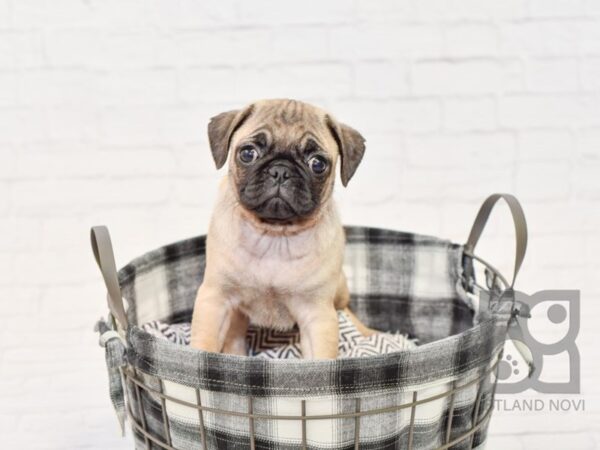 Pug-DOG-Female-FAWN-32591-Petland Novi, Michigan