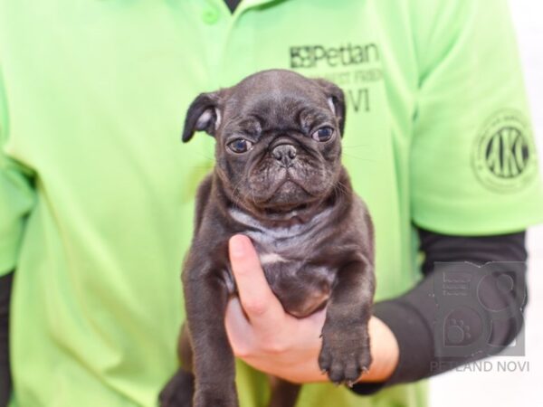 Pug-DOG-Male-Black-32592-Petland Novi, Michigan