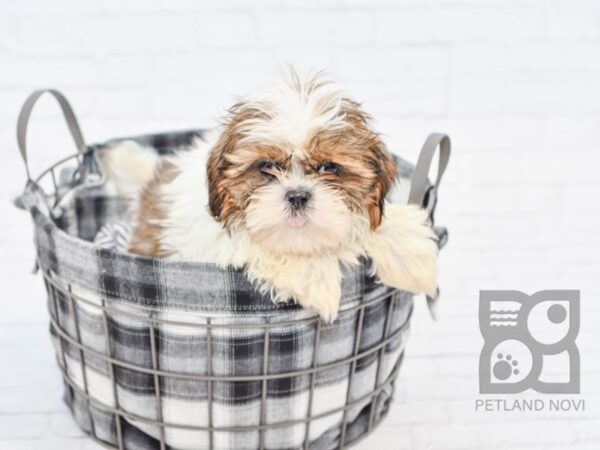 Teddy Bear-DOG-Male-Brown White-32594-Petland Novi, Michigan