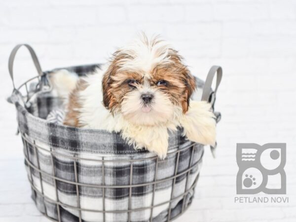 Teddy Bear DOG Male Brown White 32594 Petland Novi, Michigan