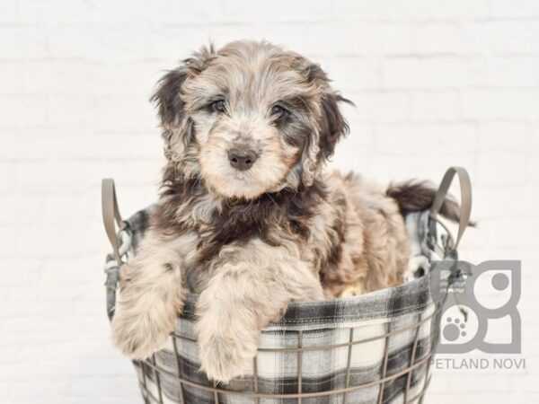 Mini Goldendoodle-DOG-Male-Blue Merle-32602-Petland Novi, Michigan