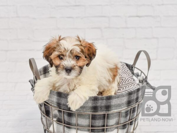 Pekeapoo DOG Male Brown & White 32603 Petland Novi, Michigan