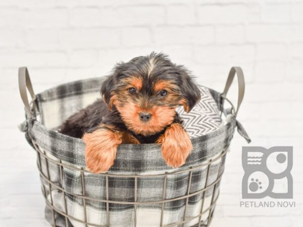 Yorkshire Terrier DOG Male Black & Tan 32607 Petland Novi, Michigan